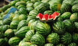 冰凉一夏之萌宠吃瓜免费,萌宠吃瓜欢乐多——免费畅享夏日清凉时光